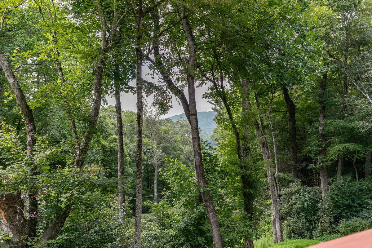 A breathtaking view through tall trees revealing distant mountains and lush greenery. The scene evokes a sense of seclusion and immersion in nature, ideal for moments of calm, wildlife observation, or contemplative walks.